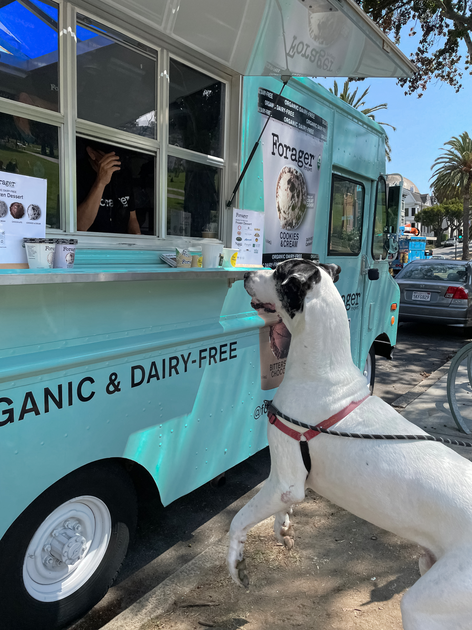 A white dog with black spots stands on hind legs at a blue food truck window, watching an employee.