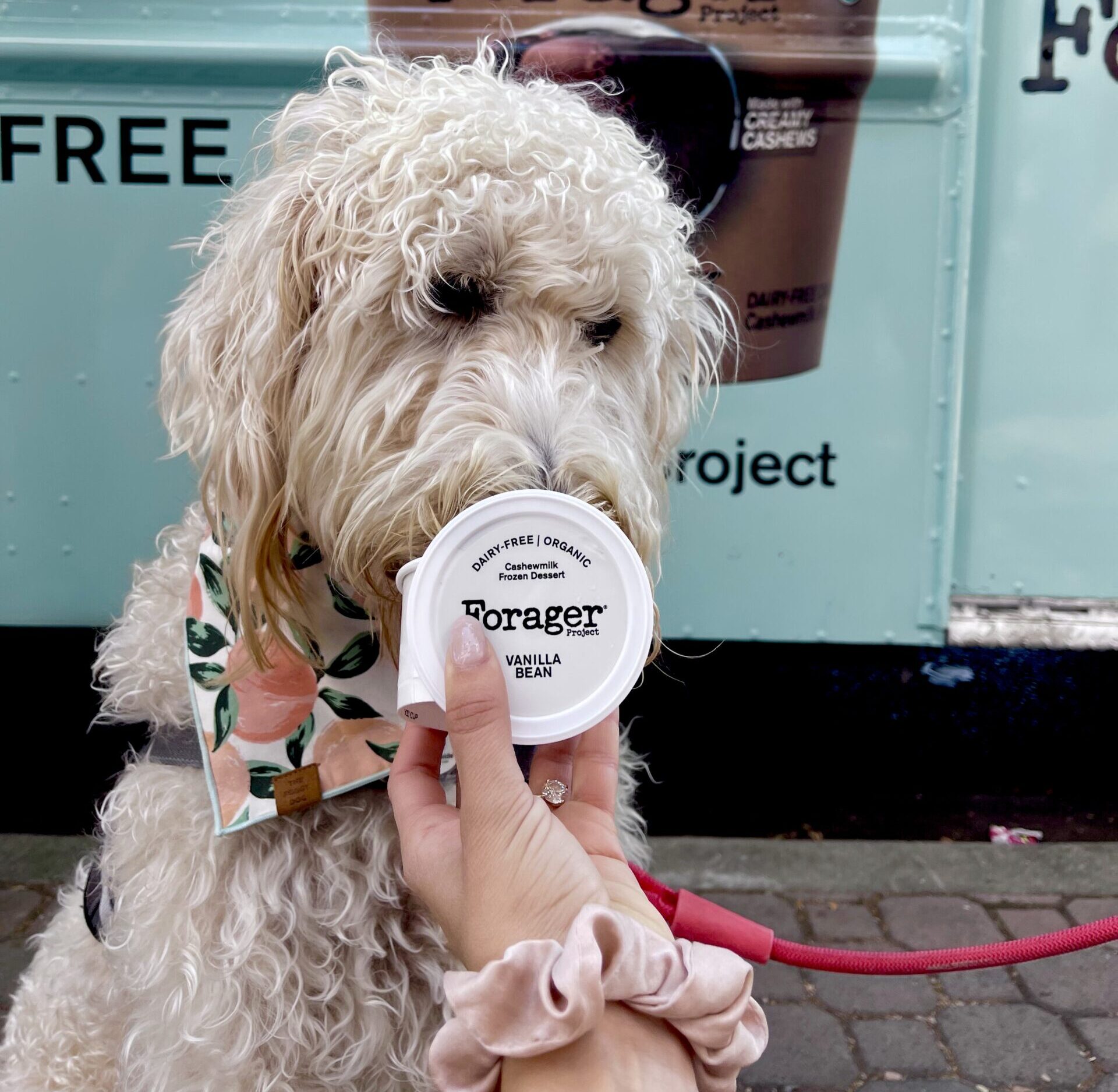 A white dog in a bandana sniffs Forager vanilla bean yogurt by a blue food truck.