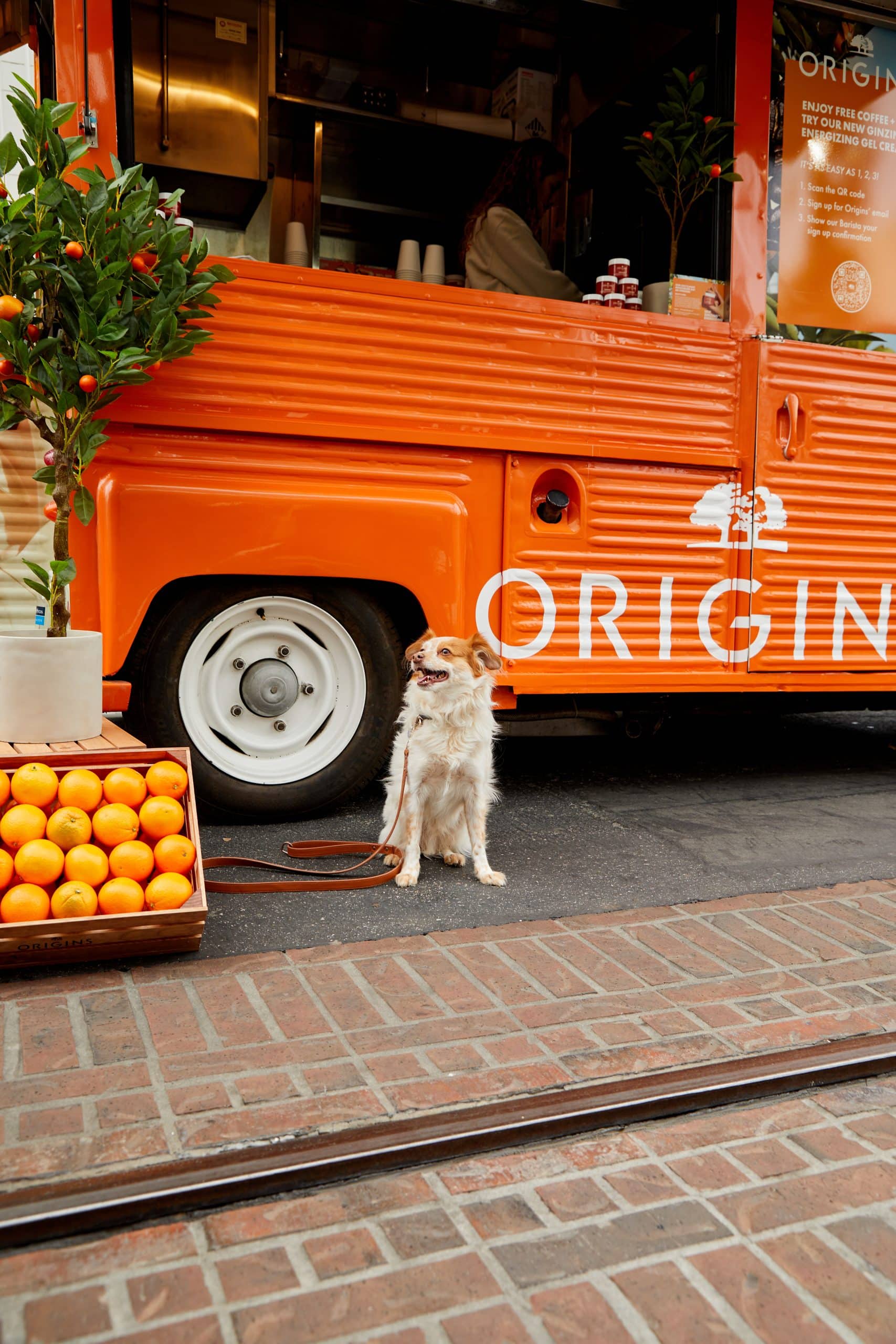 White dog on leash sits by orange food truck, near basket of oranges and potted tree.